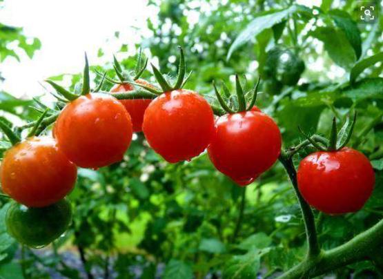 阳台盆栽西红柿，需要分清季节合理栽种(图1)